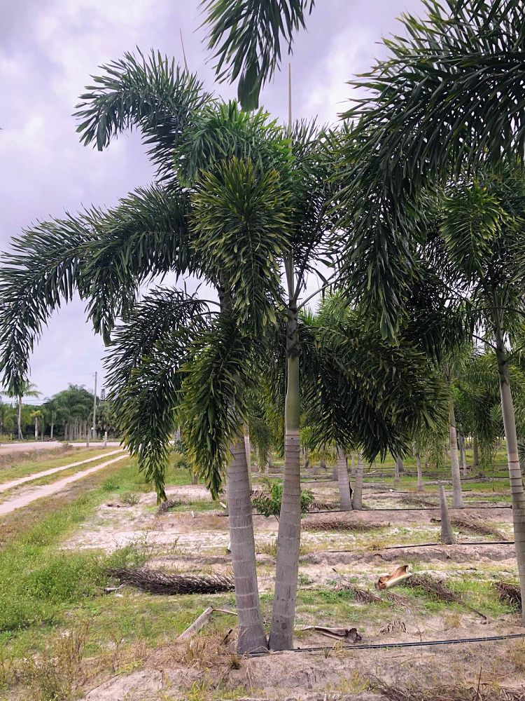 wodyetia-bifurcata-foxtail-palm