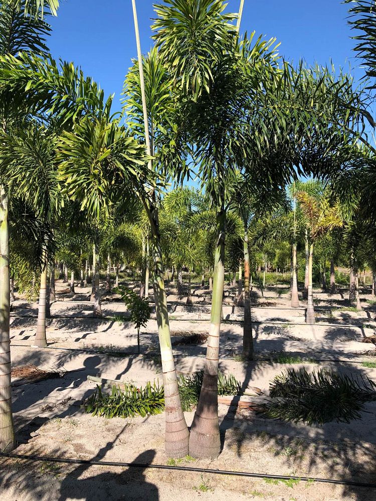 wodyetia-bifurcata-foxtail-palm