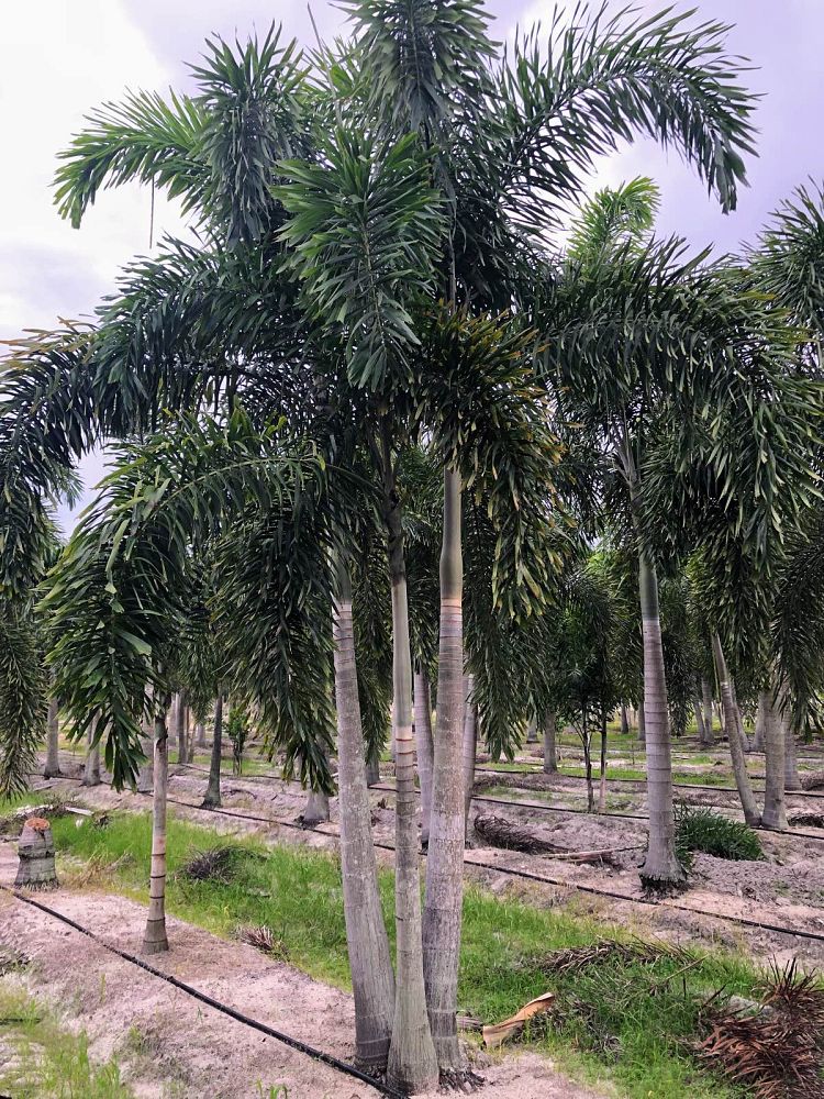wodyetia-bifurcata-foxtail-palm