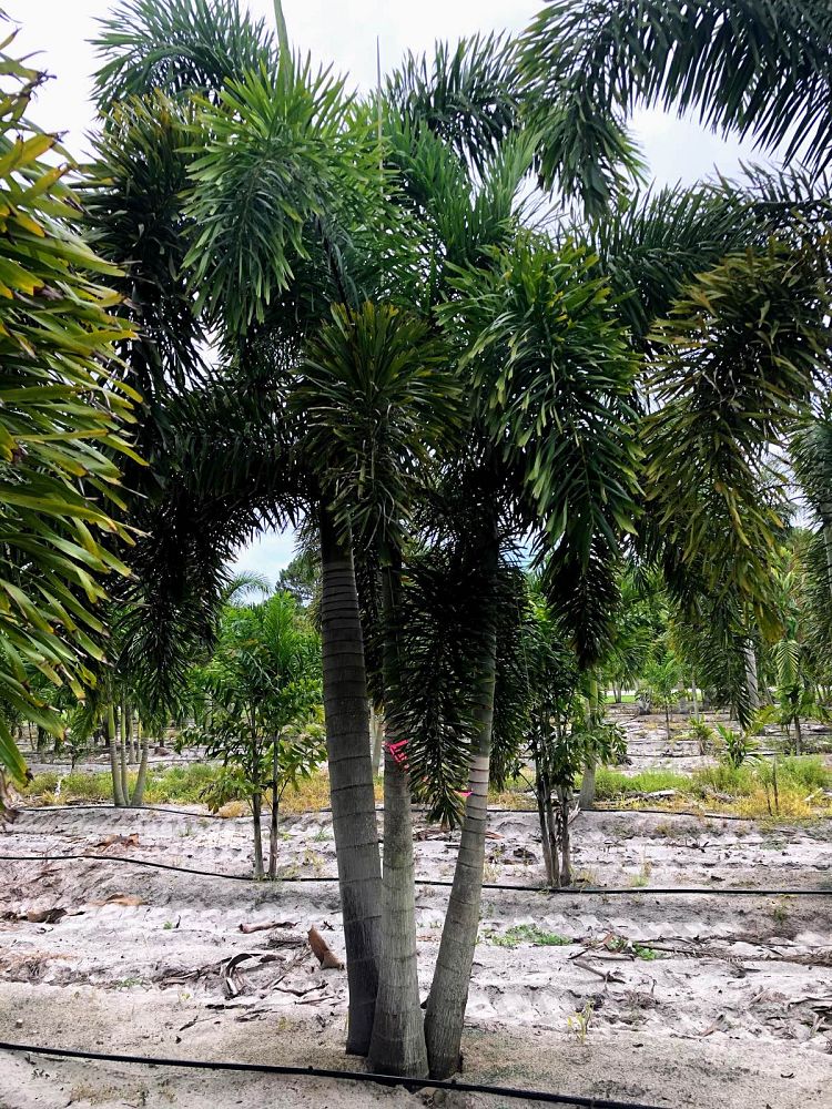 wodyetia-bifurcata-foxtail-palm