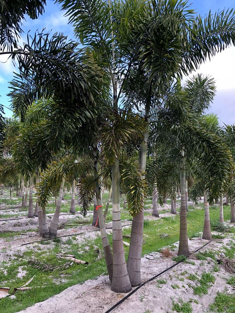 wodyetia-bifurcata-foxtail-palm