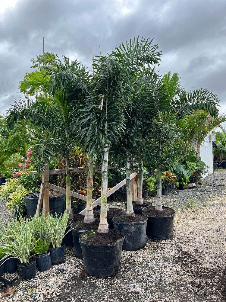 wodyetia-bifurcata-foxtail-palm