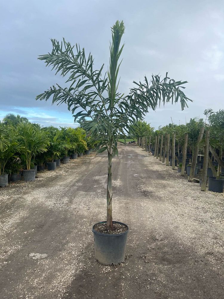 wodyetia-bifurcata-foxtail-palm