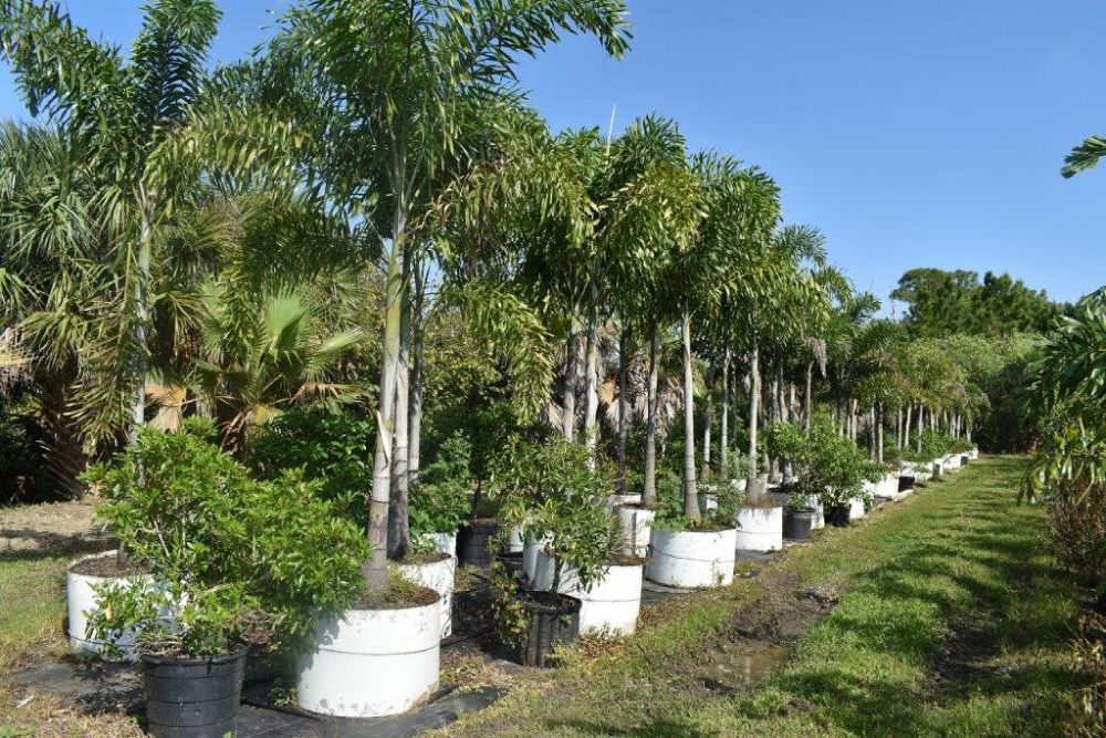 wodyetia-bifurcata-foxtail-palm