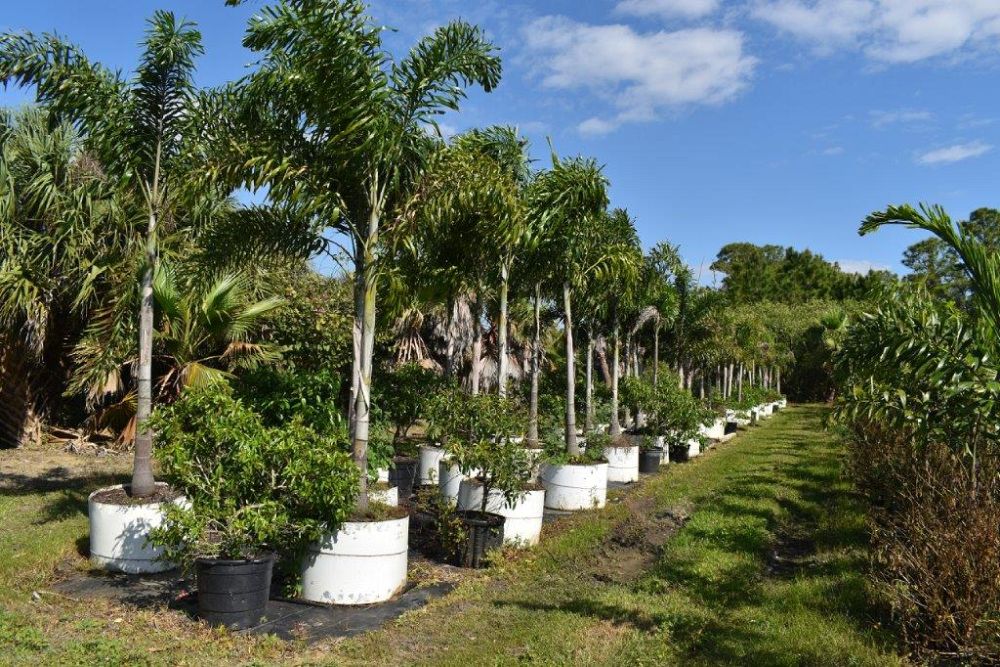 wodyetia-bifurcata-foxtail-palm