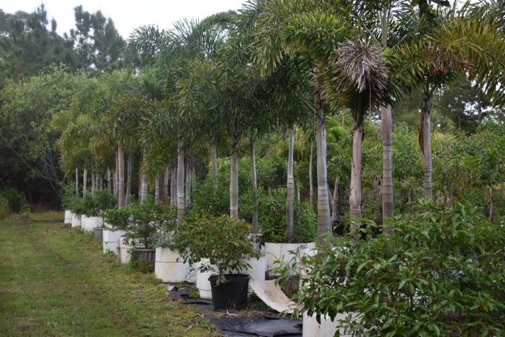 wodyetia-bifurcata-foxtail-palm