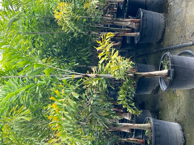 wodyetia-bifurcata-foxtail-palm