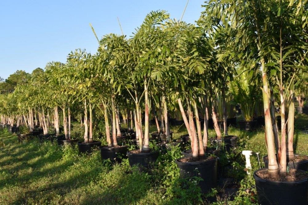 wodyetia-bifurcata-foxtail-palm