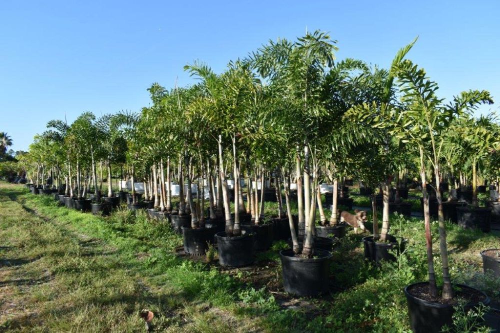 wodyetia-bifurcata-foxtail-palm