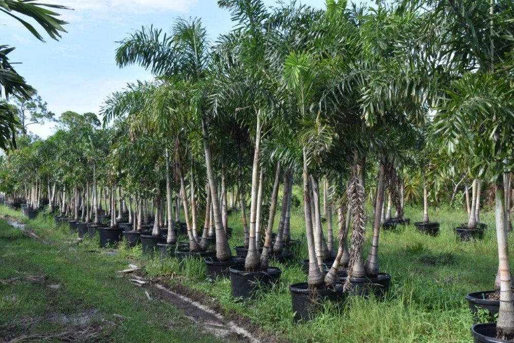 wodyetia-bifurcata-foxtail-palm