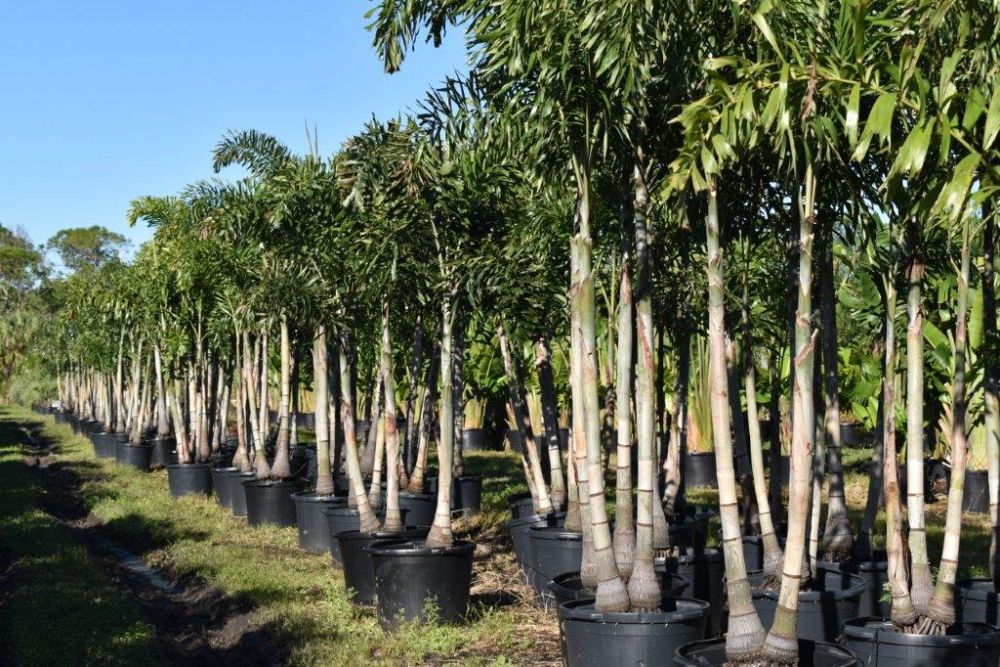 wodyetia-bifurcata-foxtail-palm