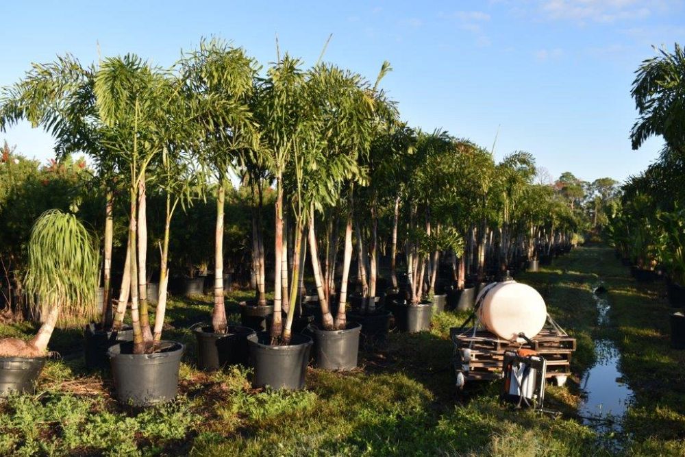 wodyetia-bifurcata-foxtail-palm