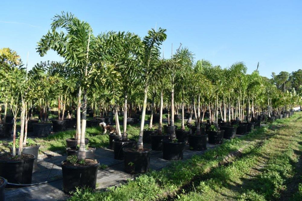 wodyetia-bifurcata-foxtail-palm