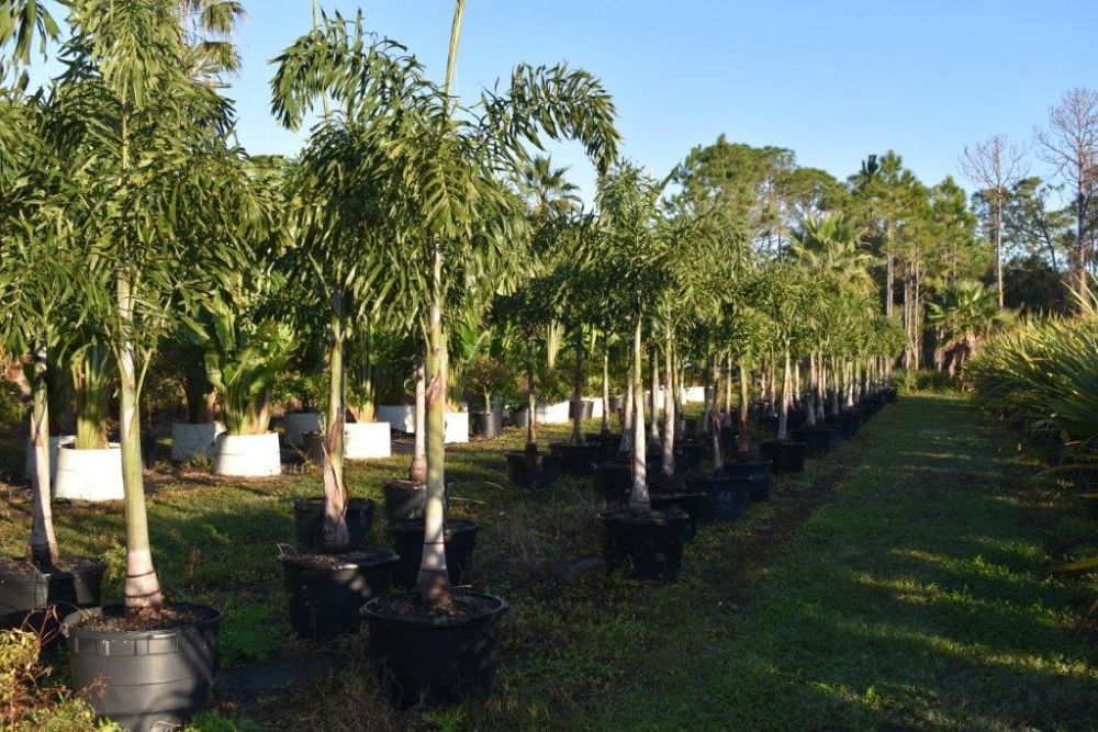 wodyetia-bifurcata-foxtail-palm
