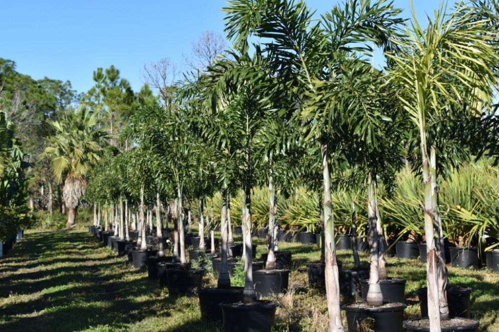 wodyetia-bifurcata-foxtail-palm