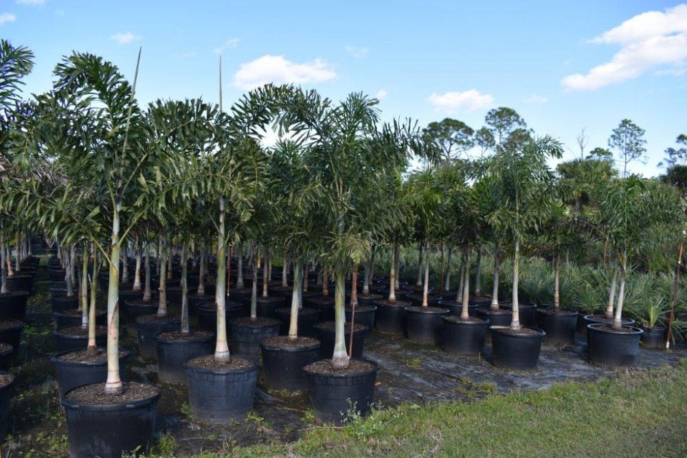wodyetia-bifurcata-foxtail-palm