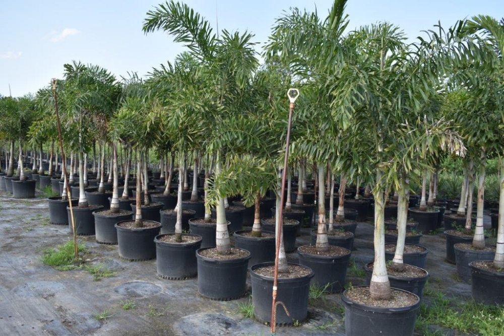 wodyetia-bifurcata-foxtail-palm