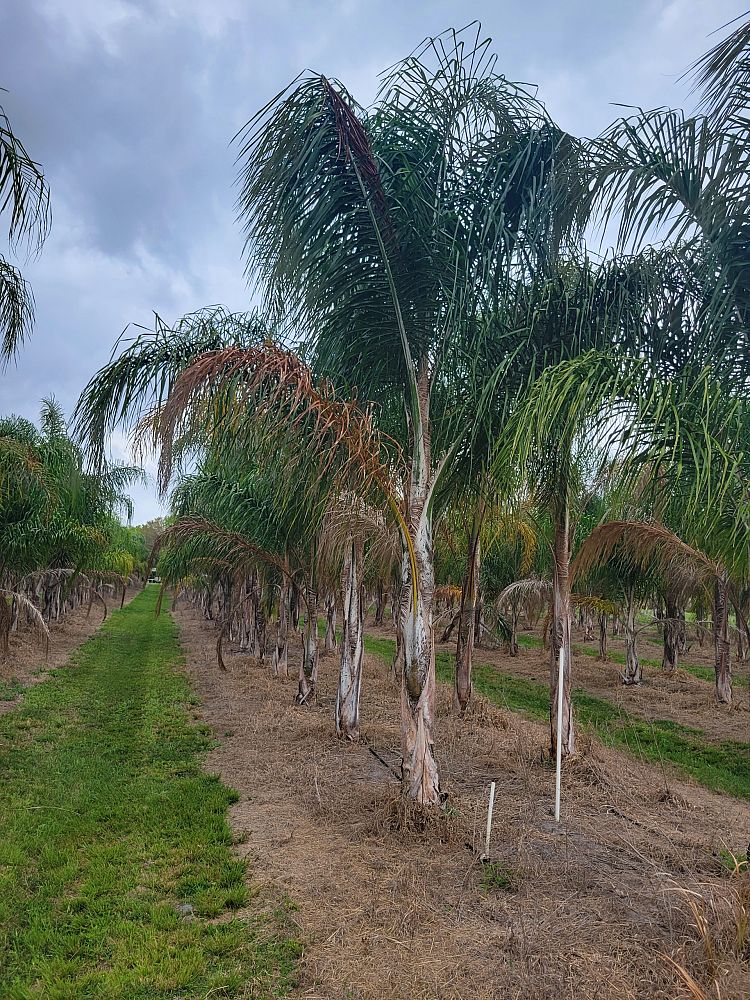 wodyetia-bifurcata-foxtail-palm