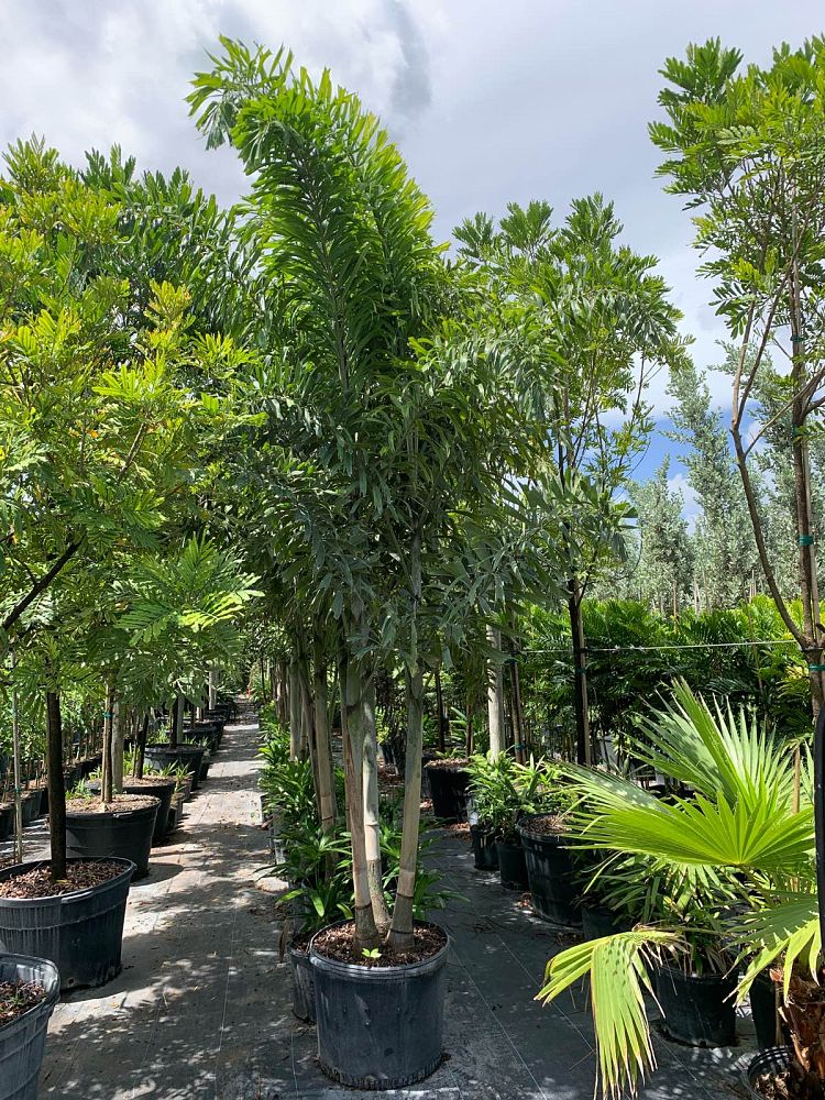 wodyetia-bifurcata-foxtail-palm