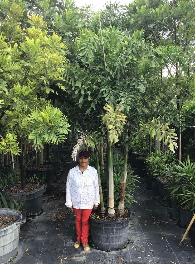 wodyetia-bifurcata-foxtail-palm