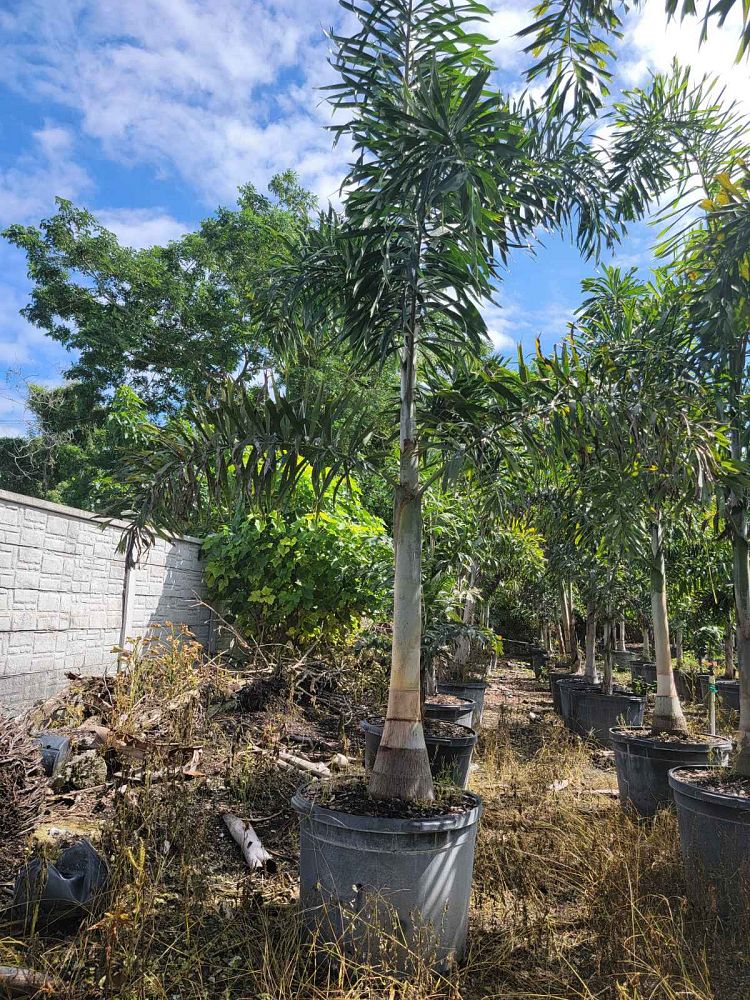 wodyetia-bifurcata-foxtail-palm