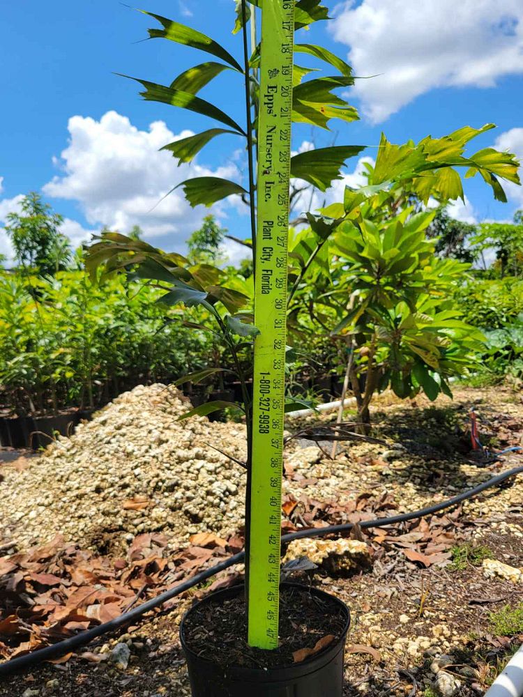 wodyetia-bifurcata-foxtail-palm