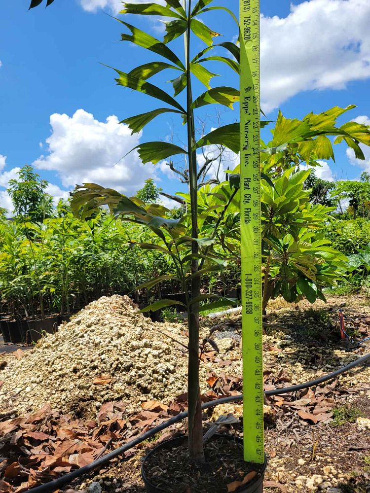wodyetia-bifurcata-foxtail-palm