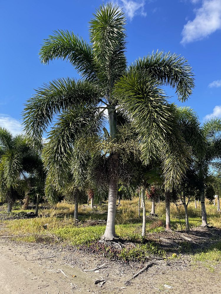 wodyetia-bifurcata-foxtail-palm