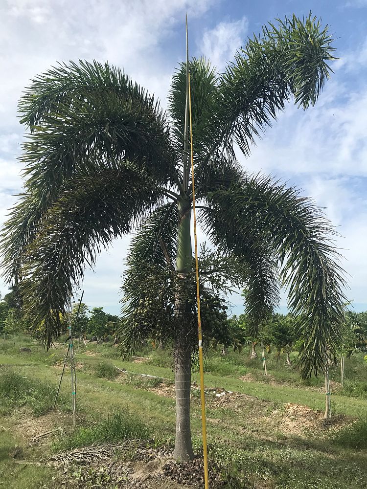 wodyetia-bifurcata-foxtail-palm