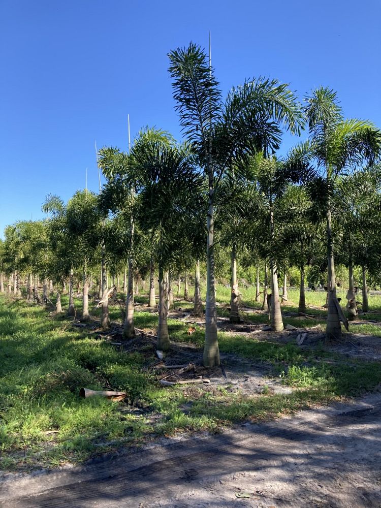 wodyetia-bifurcata-foxtail-palm