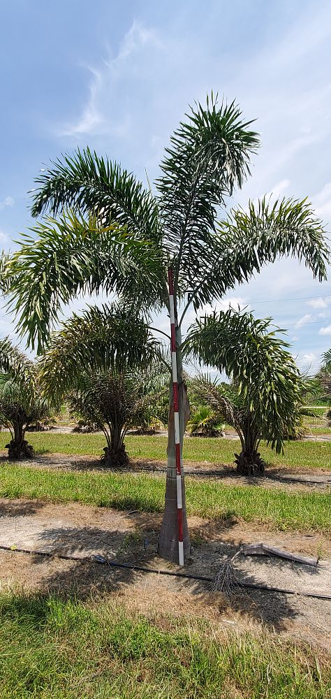 wodyetia-bifurcata-foxtail-palm