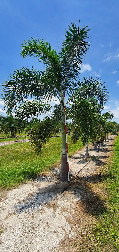 wodyetia-bifurcata-foxtail-palm