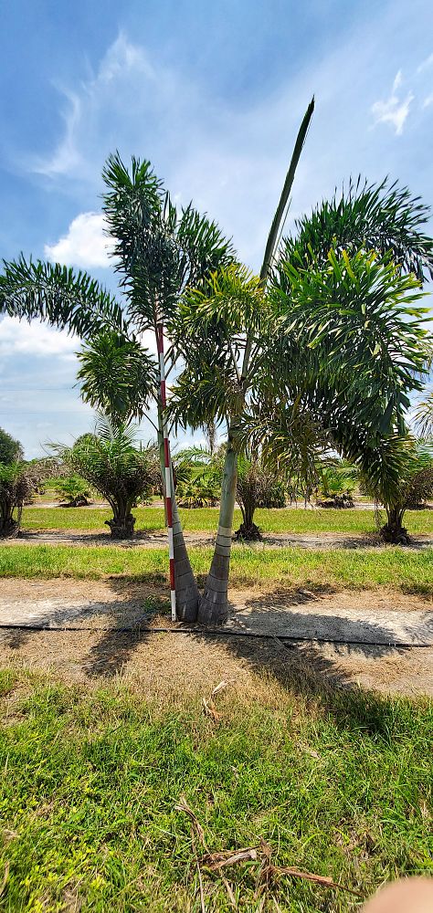 wodyetia-bifurcata-foxtail-palm