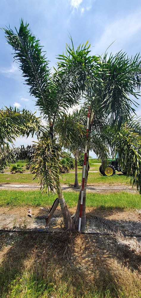 wodyetia-bifurcata-foxtail-palm