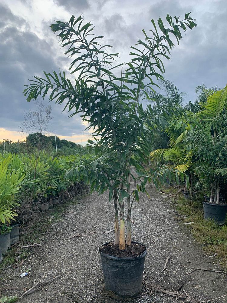wodyetia-bifurcata-foxtail-palm
