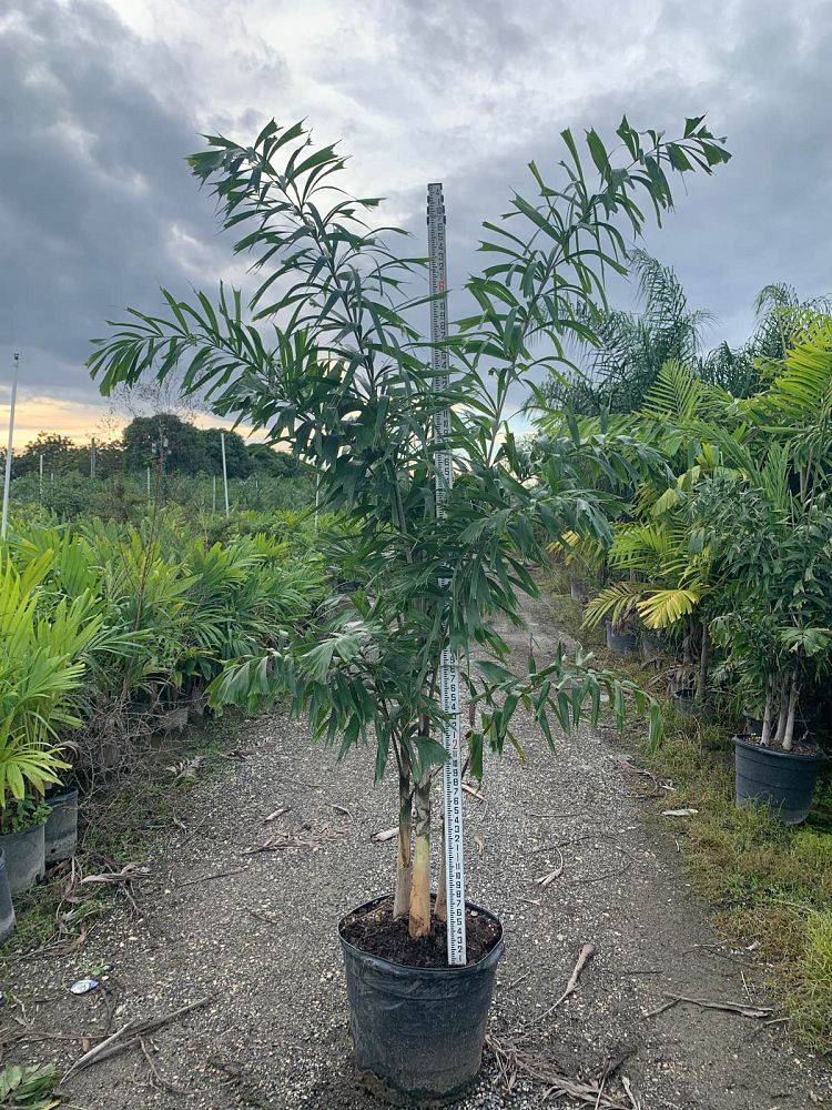 wodyetia-bifurcata-foxtail-palm