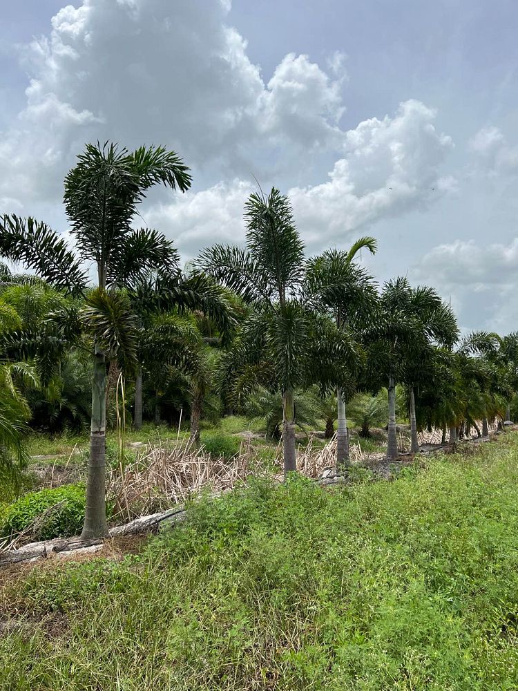 wodyetia-bifurcata-foxtail-palm