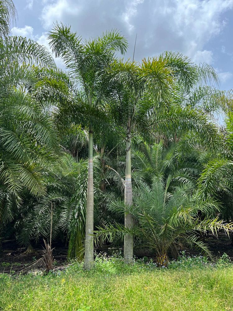wodyetia-bifurcata-foxtail-palm