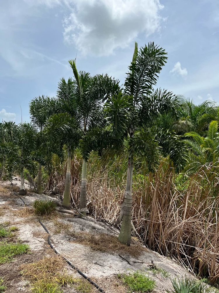 wodyetia-bifurcata-foxtail-palm