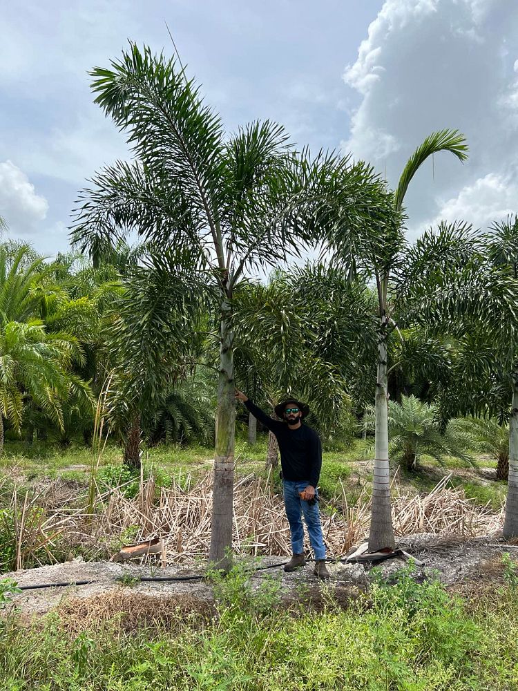 wodyetia-bifurcata-foxtail-palm