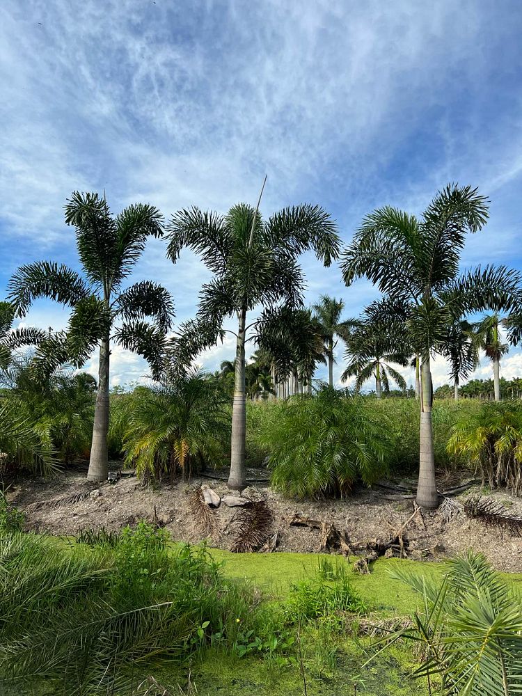 wodyetia-bifurcata-foxtail-palm