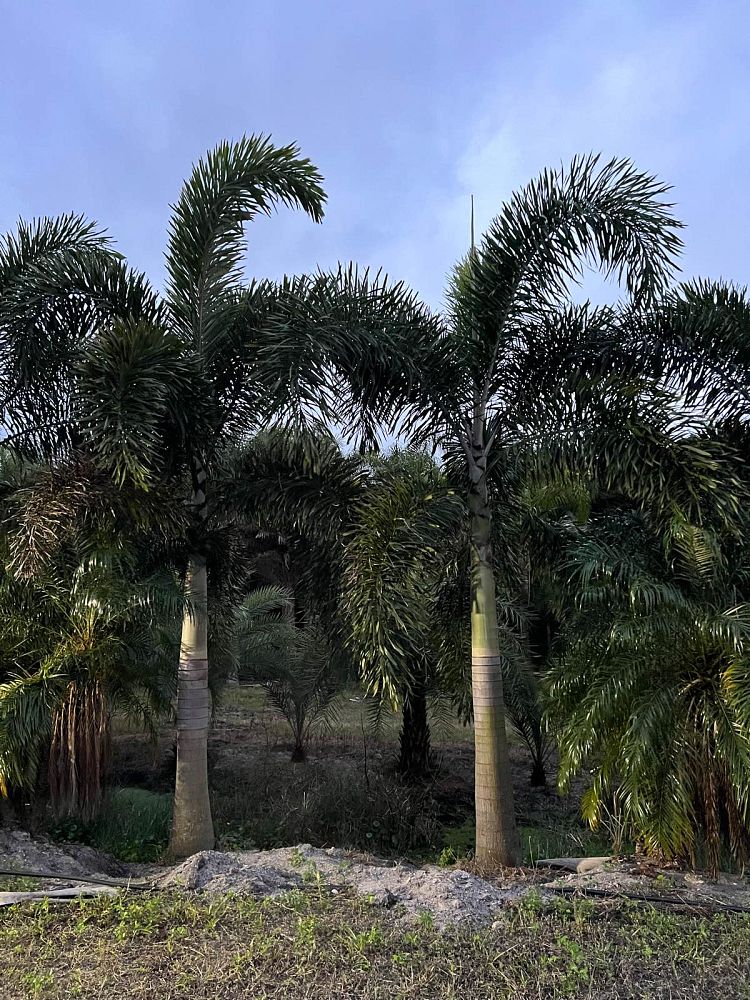 wodyetia-bifurcata-foxtail-palm
