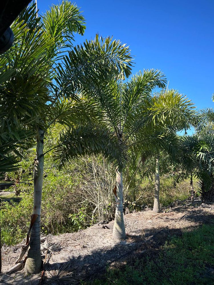 wodyetia-bifurcata-foxtail-palm