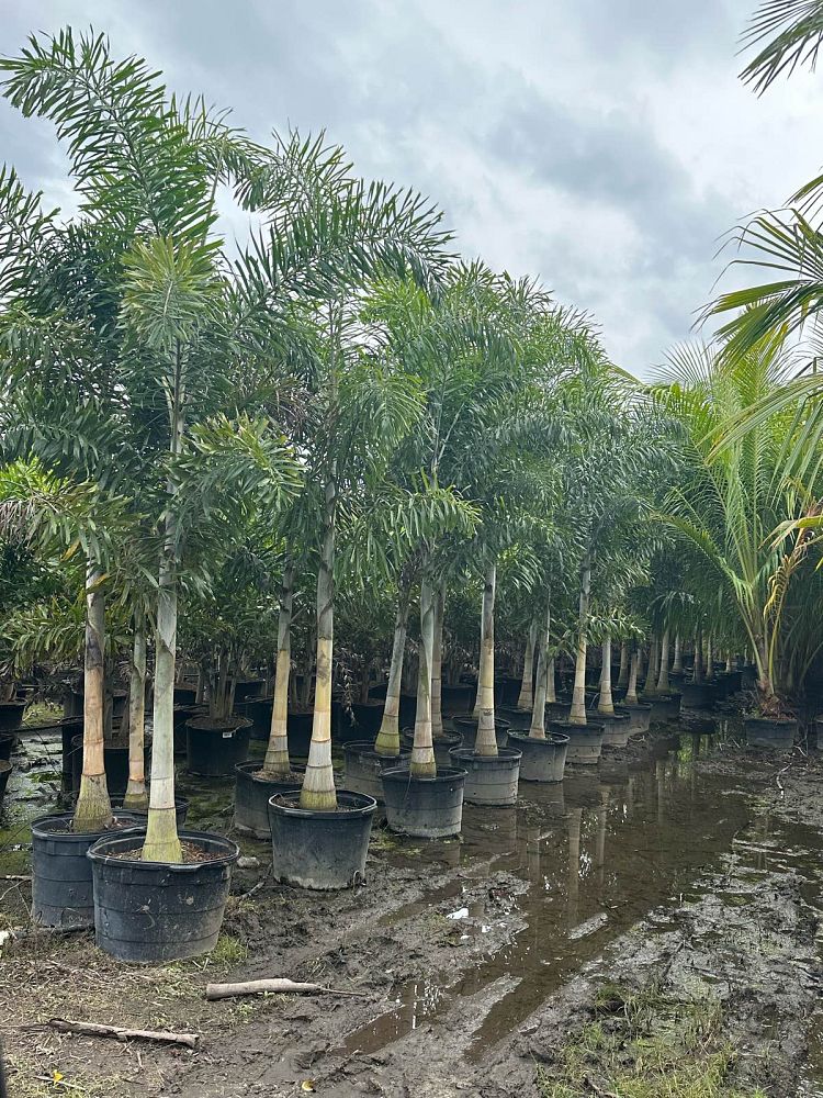 wodyetia-bifurcata-foxtail-palm