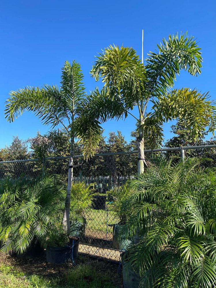 wodyetia-bifurcata-foxtail-palm