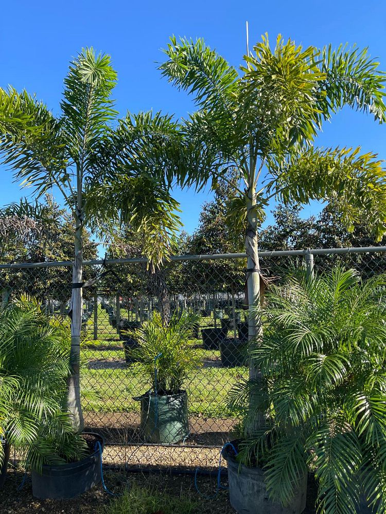 wodyetia-bifurcata-foxtail-palm