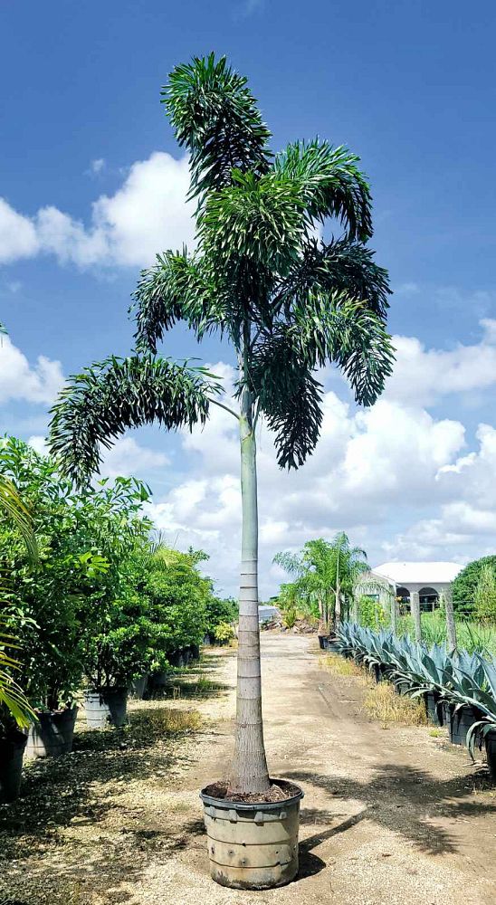 wodyetia-bifurcata-foxtail-palm