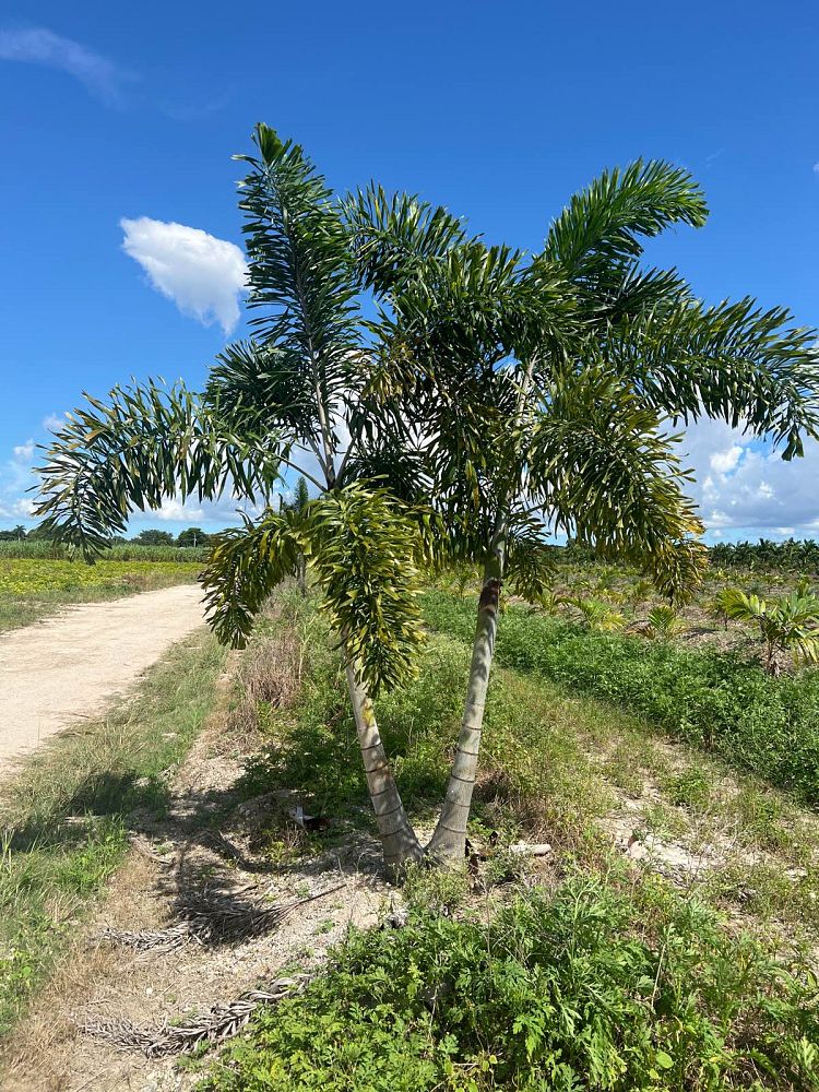wodyetia-bifurcata-foxtail-palm
