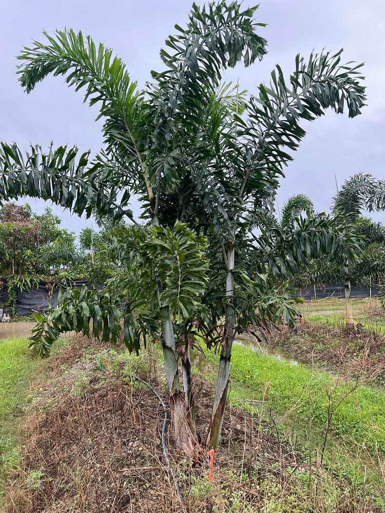 wodyetia-bifurcata-foxtail-palm