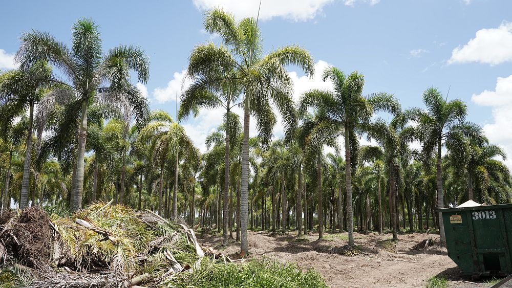 wodyetia-bifurcata-foxtail-palm
